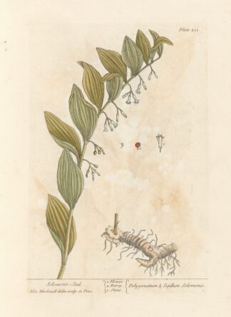 Solomon’s-seal by Elizabeth Blackwell