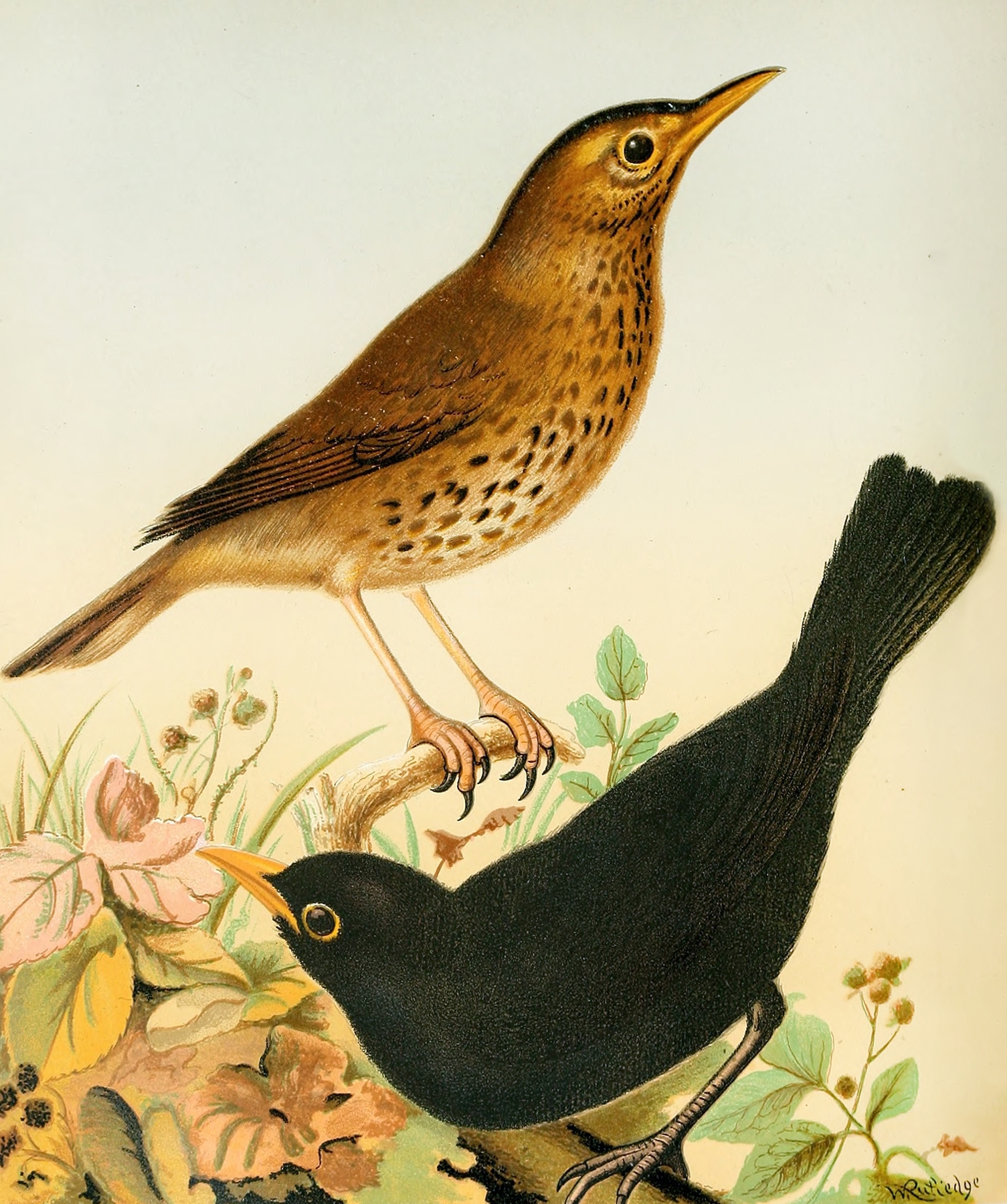 Song Thrush And Blackbird by W. A . Blakston