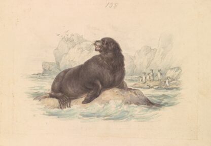 South American Sea Lion by James Stewart