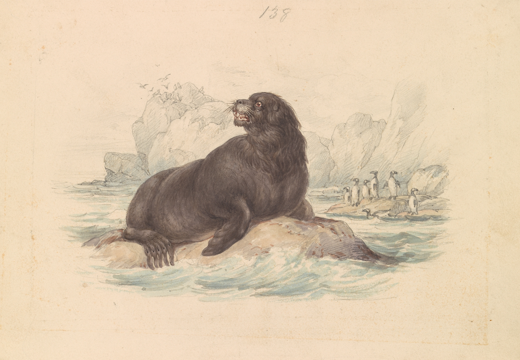 South American Sea Lion by James Stewart
