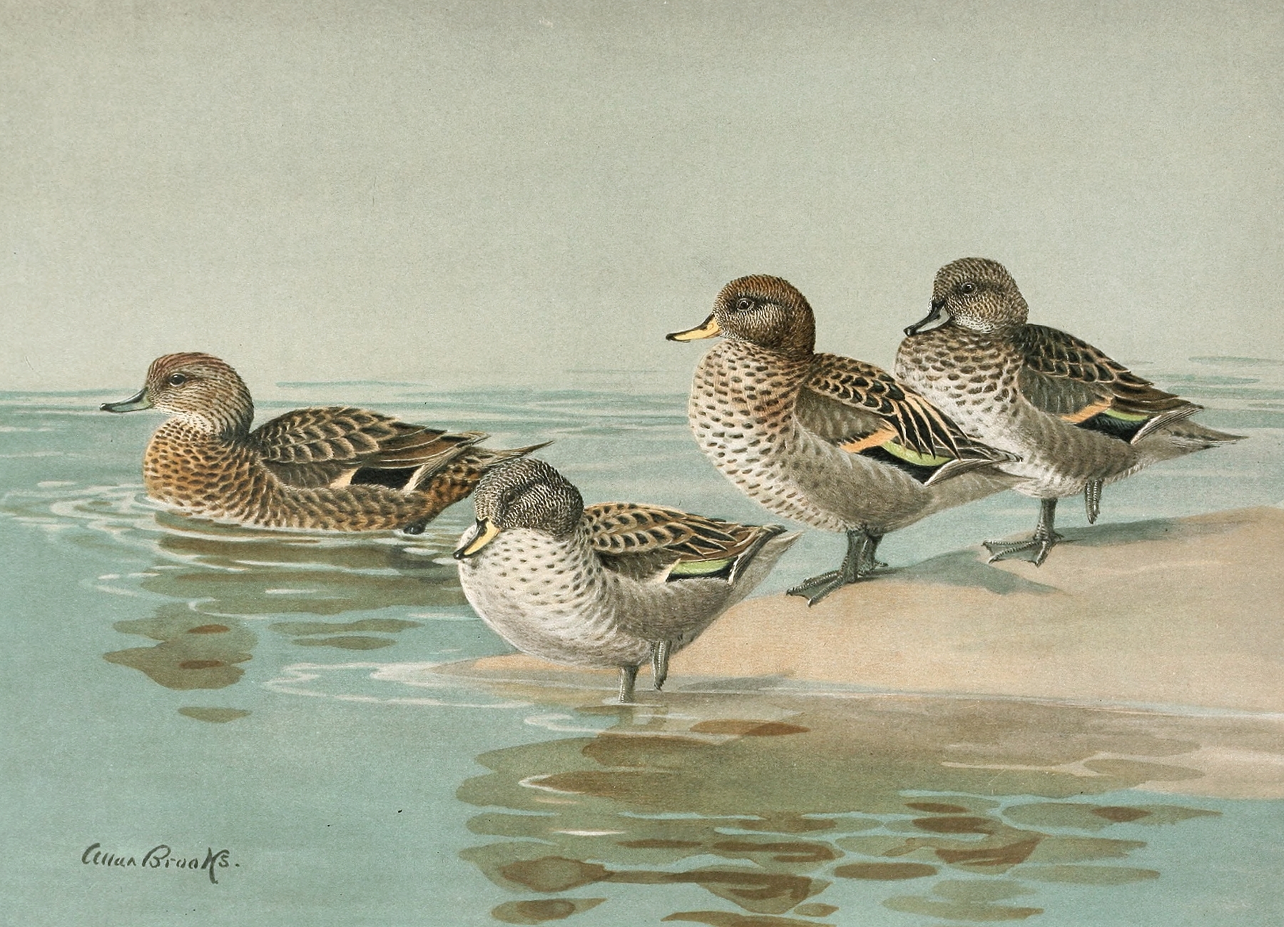 South Georgian Teal, Sharp-Winged Teal, Yellow-Billed Teal, Andean Teal by Allan Brooks