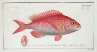 Sparus Erythrinus, The Sea-Roach [Rough]. by Marcus Elieser Bloch