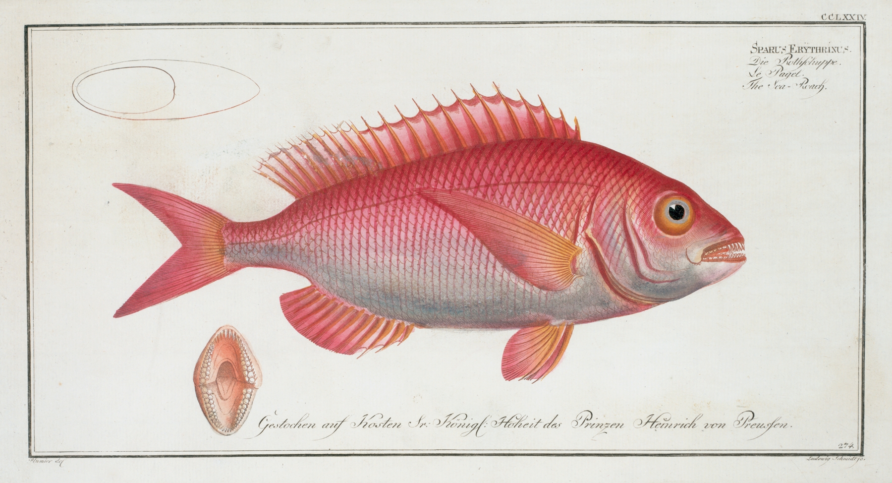 Sparus Erythrinus, The Sea-Roach [Rough]. by Marcus Elieser Bloch