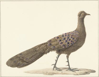 Spiegelpauw by Pieter Pietersz. Barbiers