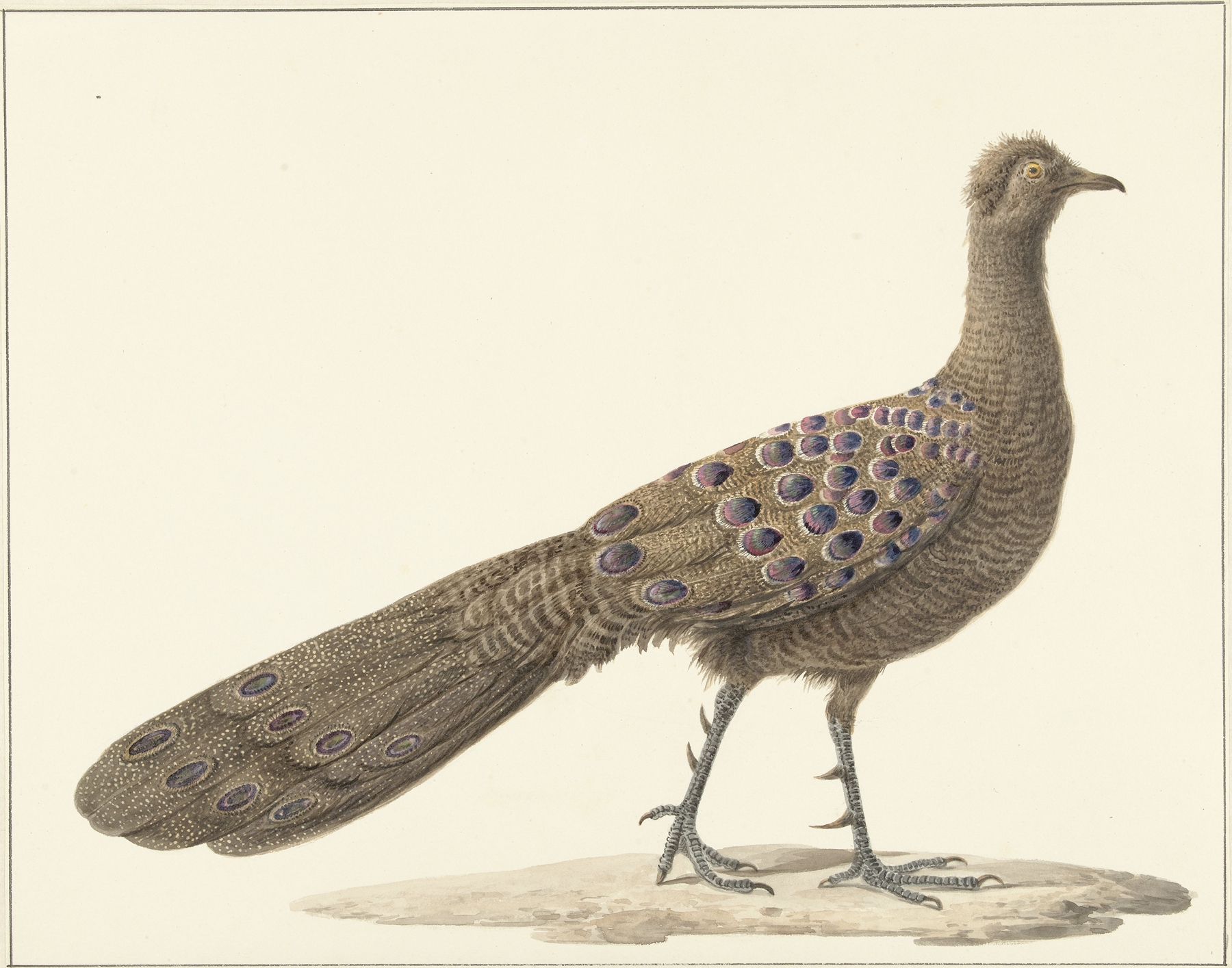 Spiegelpauw by Pieter Pietersz. Barbiers