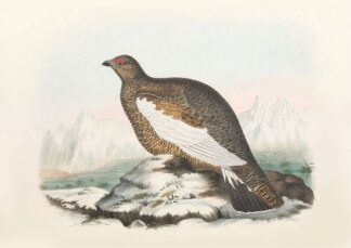 Spitzbergen Ptarmigan by Daniel Giraud Elliot