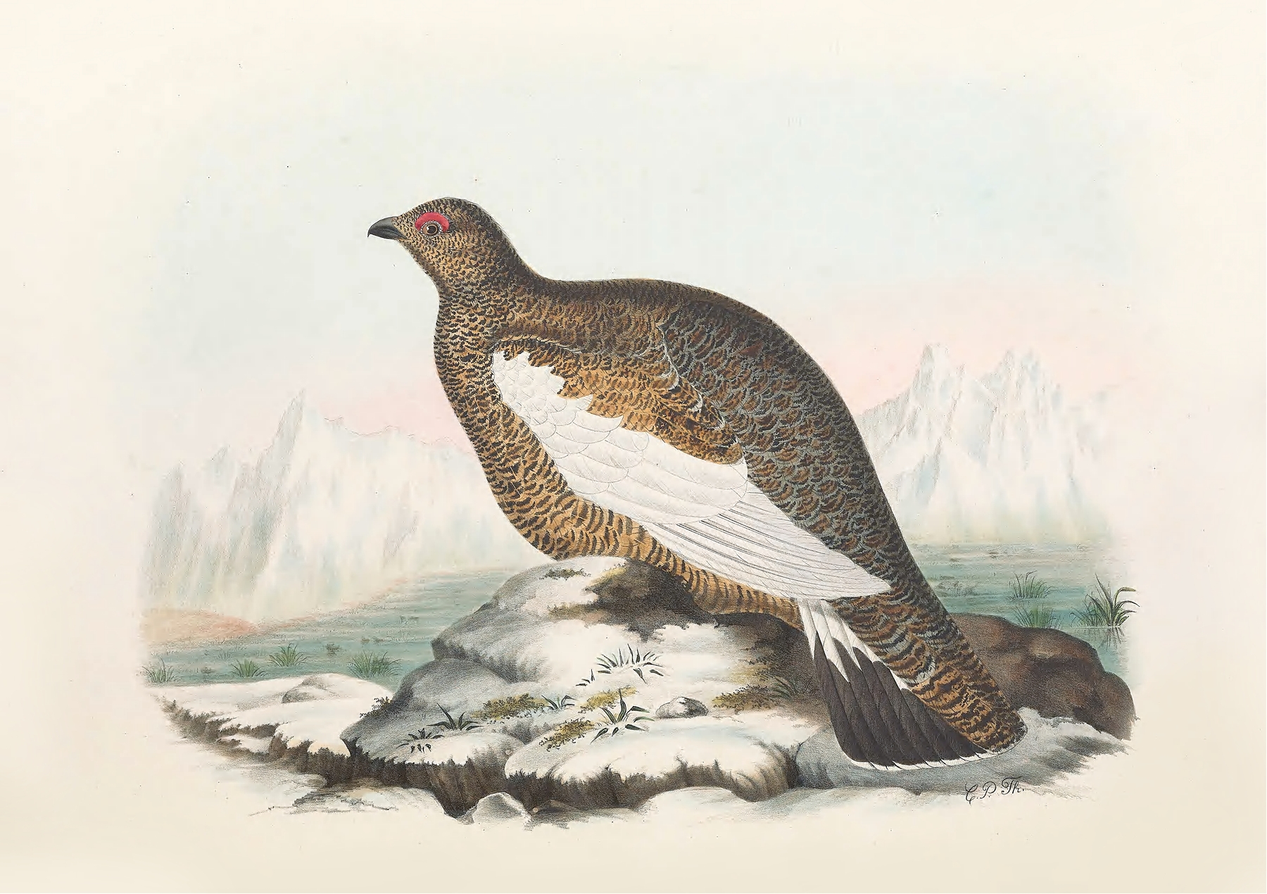 Spitzbergen Ptarmigan by Daniel Giraud Elliot