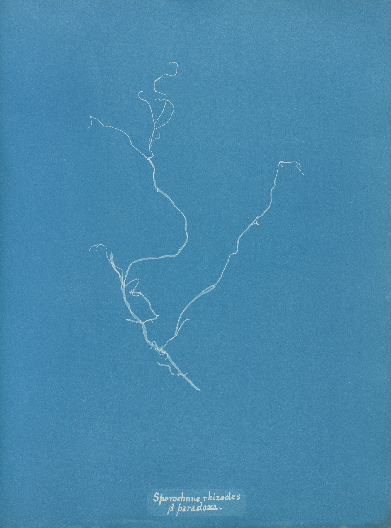 Sporochnus rhizodes β paradoxa by Anna Atkins