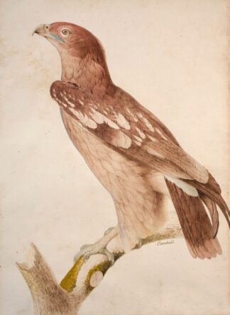 Spotted eagle by Jacques Barraband