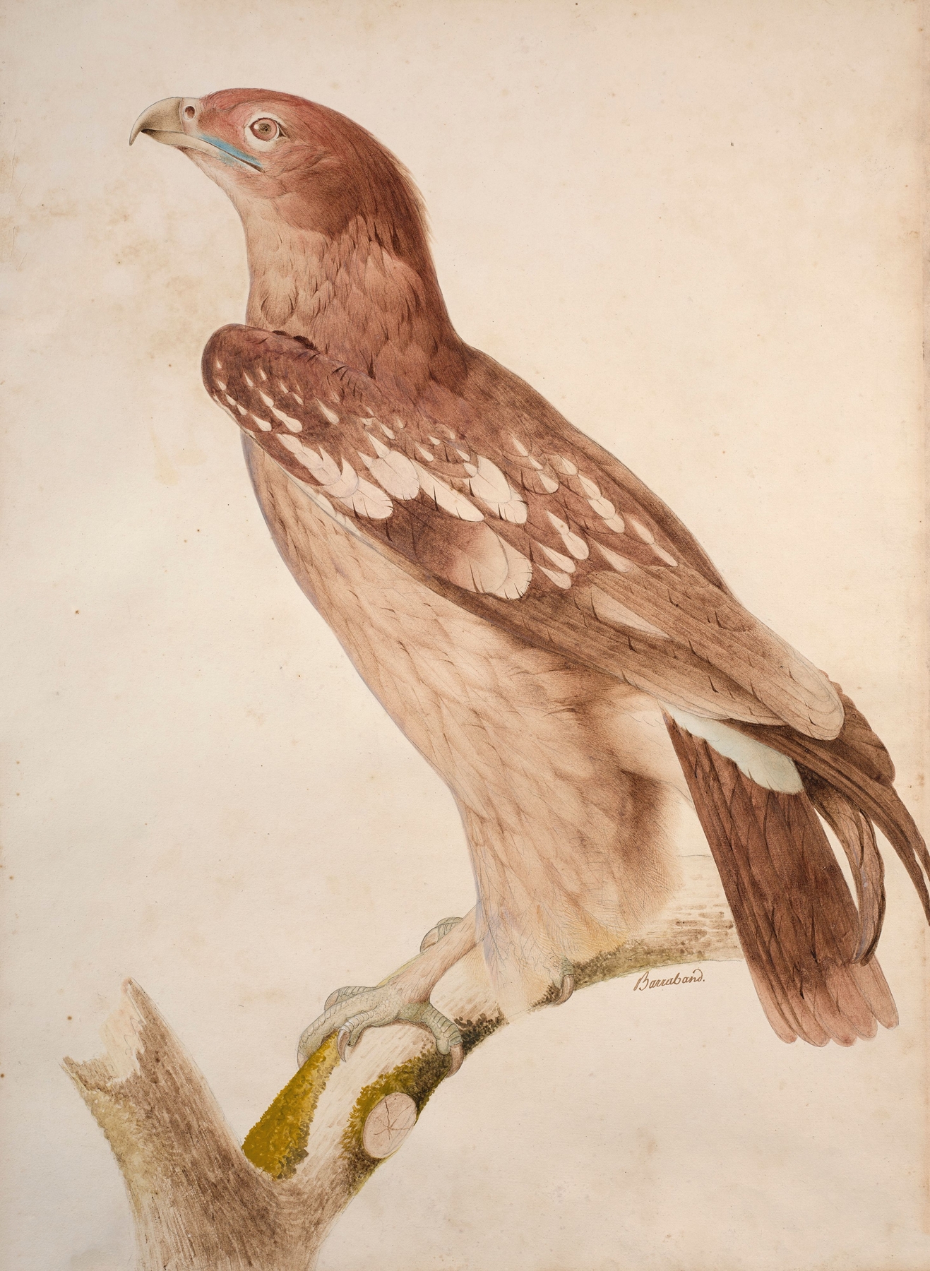 Spotted eagle by Jacques Barraband
