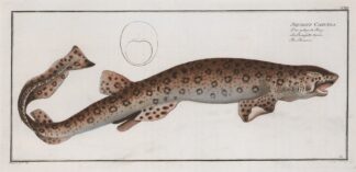 Squalus Canicula, The Bounce. by Marcus Elieser Bloch