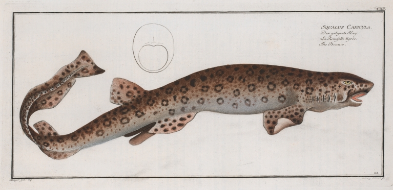 Squalus Canicula, The Bounce. by Marcus Elieser Bloch