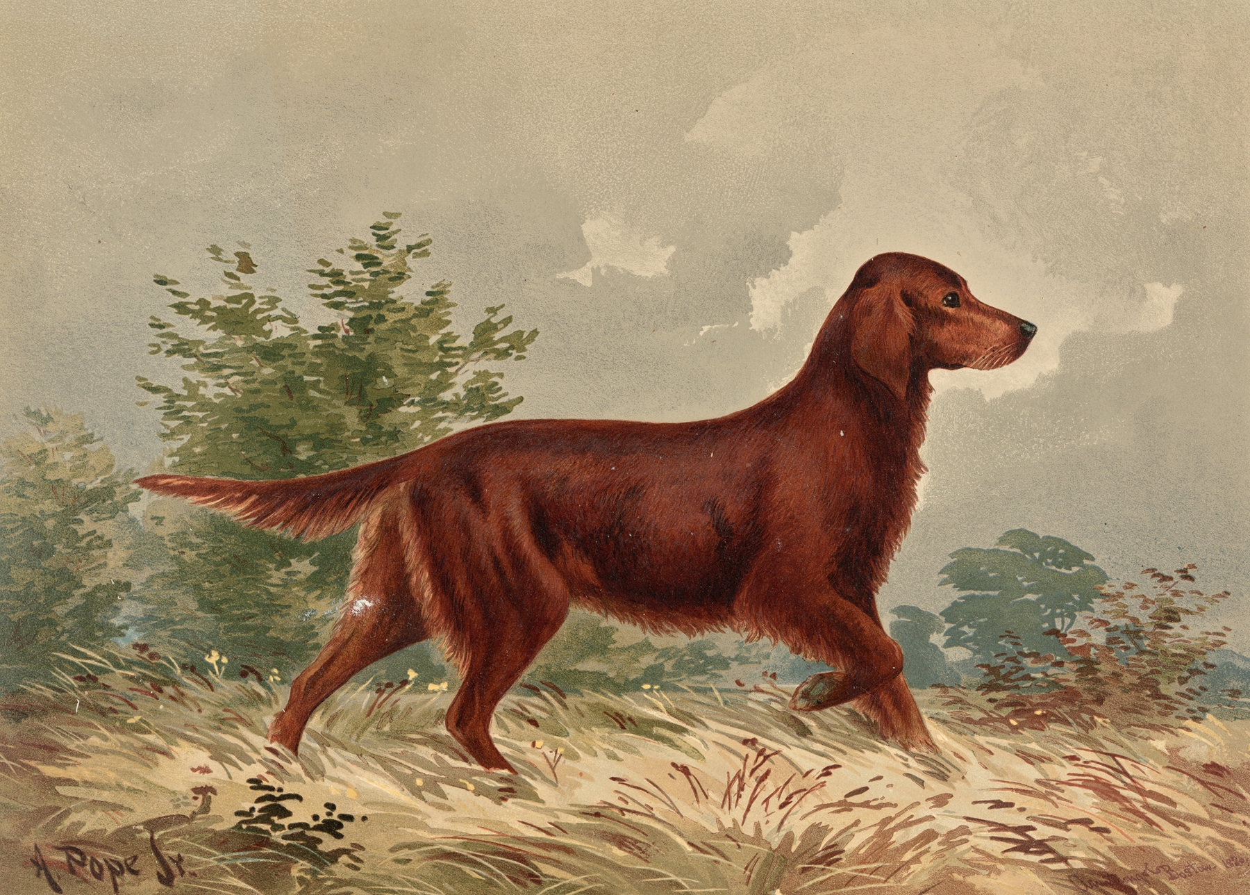 Standing Flatcoated Retriever, facing right by Alexander Pope Jr.