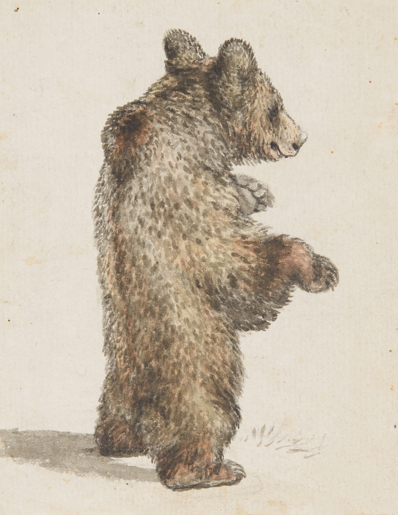 Stehender Bär by Gottfried Mind