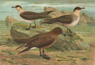 Stercorarius parasiticus, Stercorarius skua by Johann Friedrich Naumann