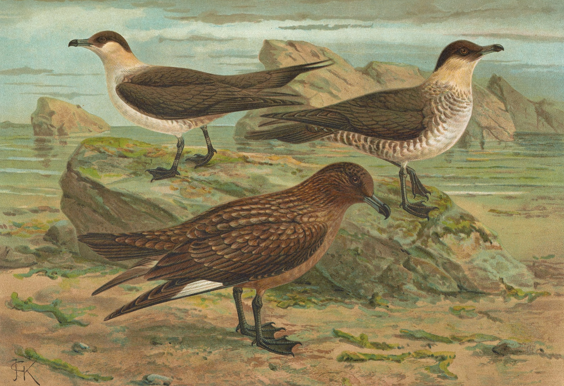 Stercorarius parasiticus, Stercorarius skua by Johann Friedrich Naumann
