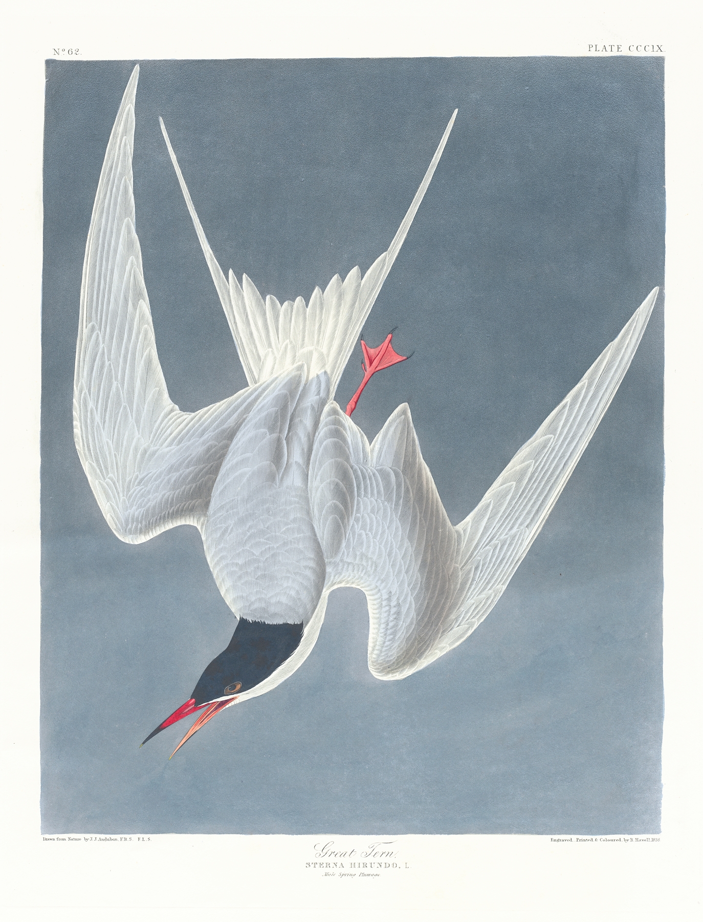 Sterna hirundo by John James Audubon