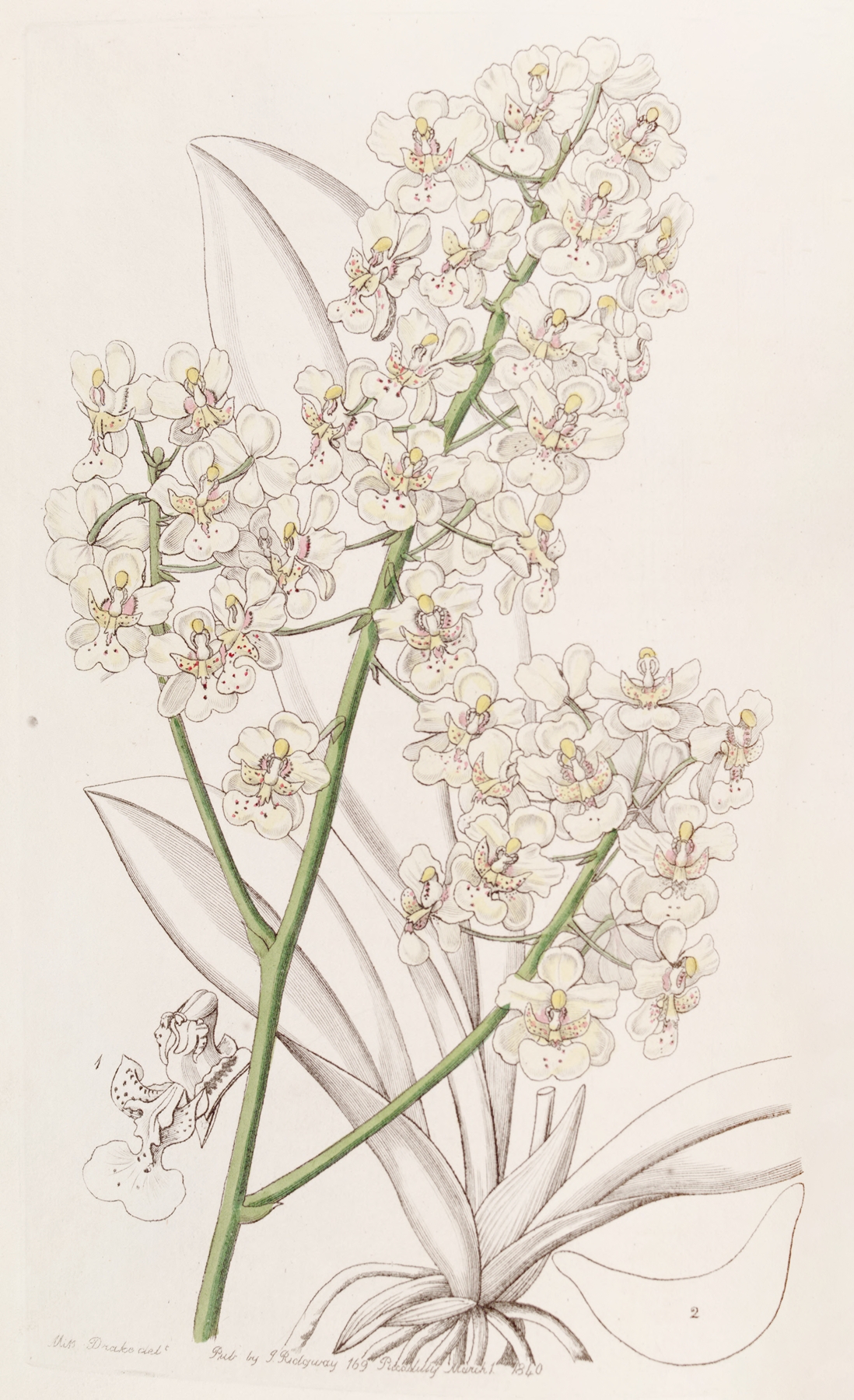 Straw-coloured Oncidium by Sydenham Edwards