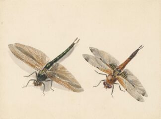 Studie van twee libellen by Albertus Steenbergen
