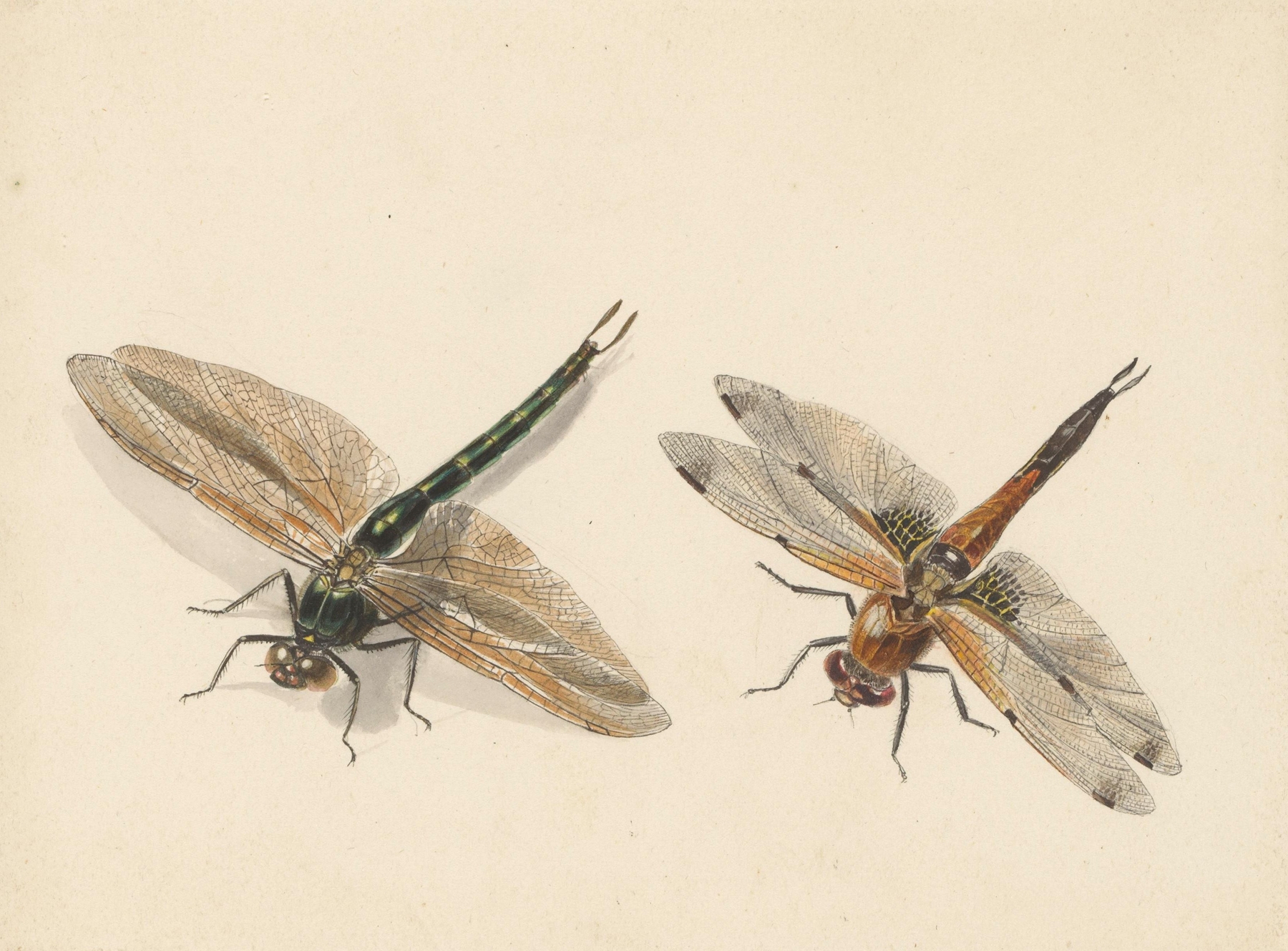 Studie van twee libellen by Albertus Steenbergen