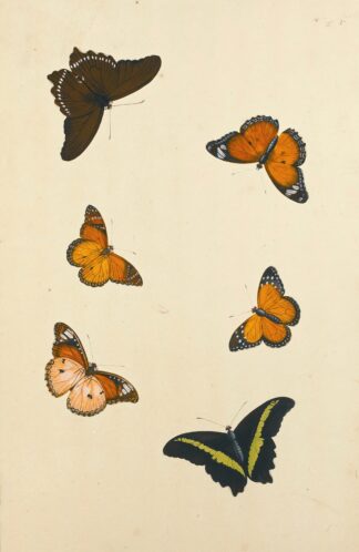 Studies Of Six Butterflies by Nicolaas Struyk