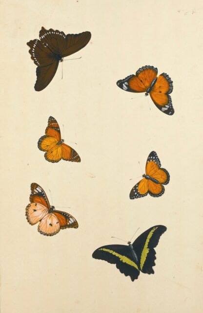 Studies Of Six Butterflies by Nicolaas Struyk