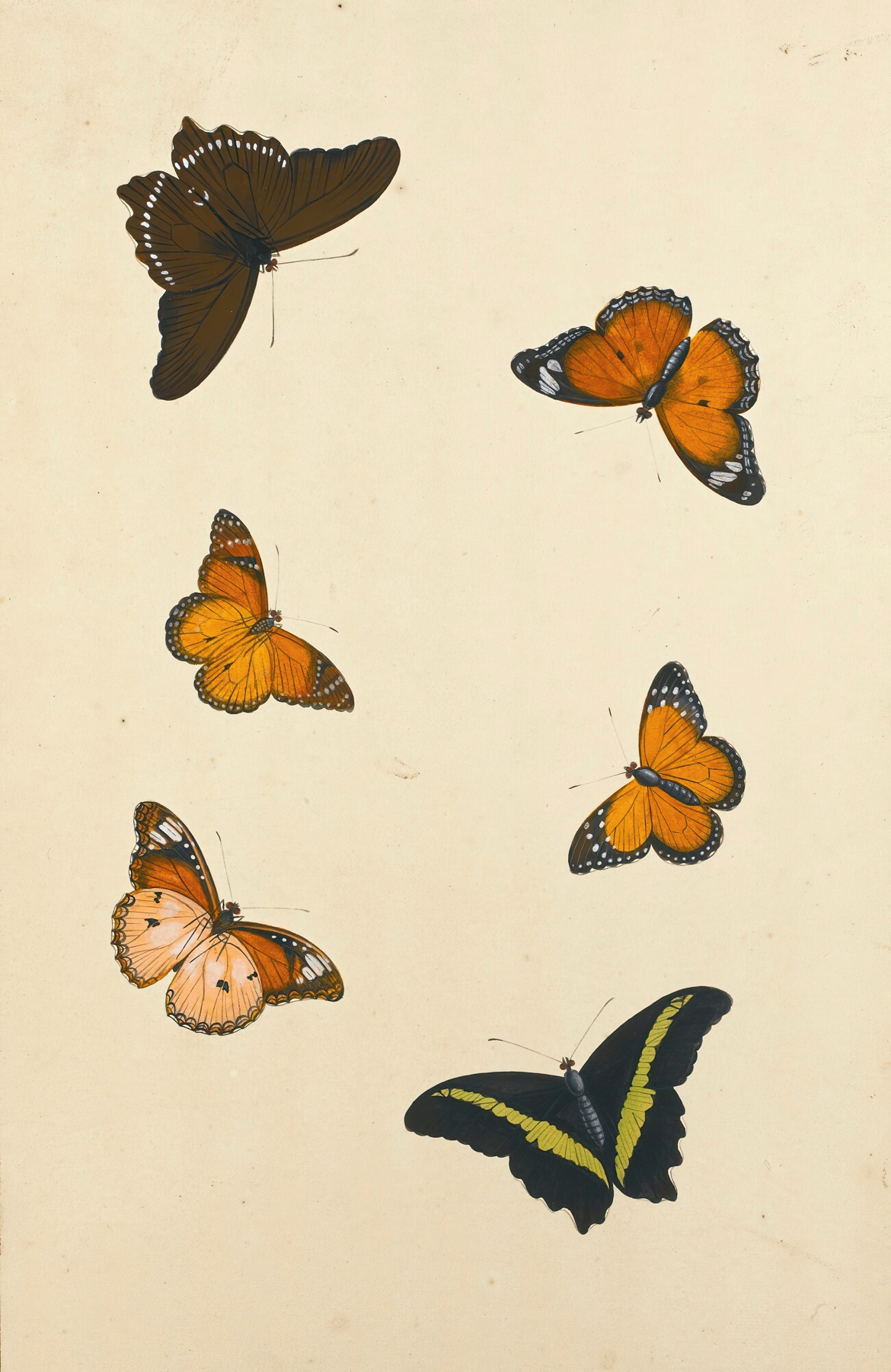 Studies Of Six Butterflies by Nicolaas Struyk