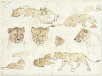 Studies van leeuwen by Anna Maria Kruijff