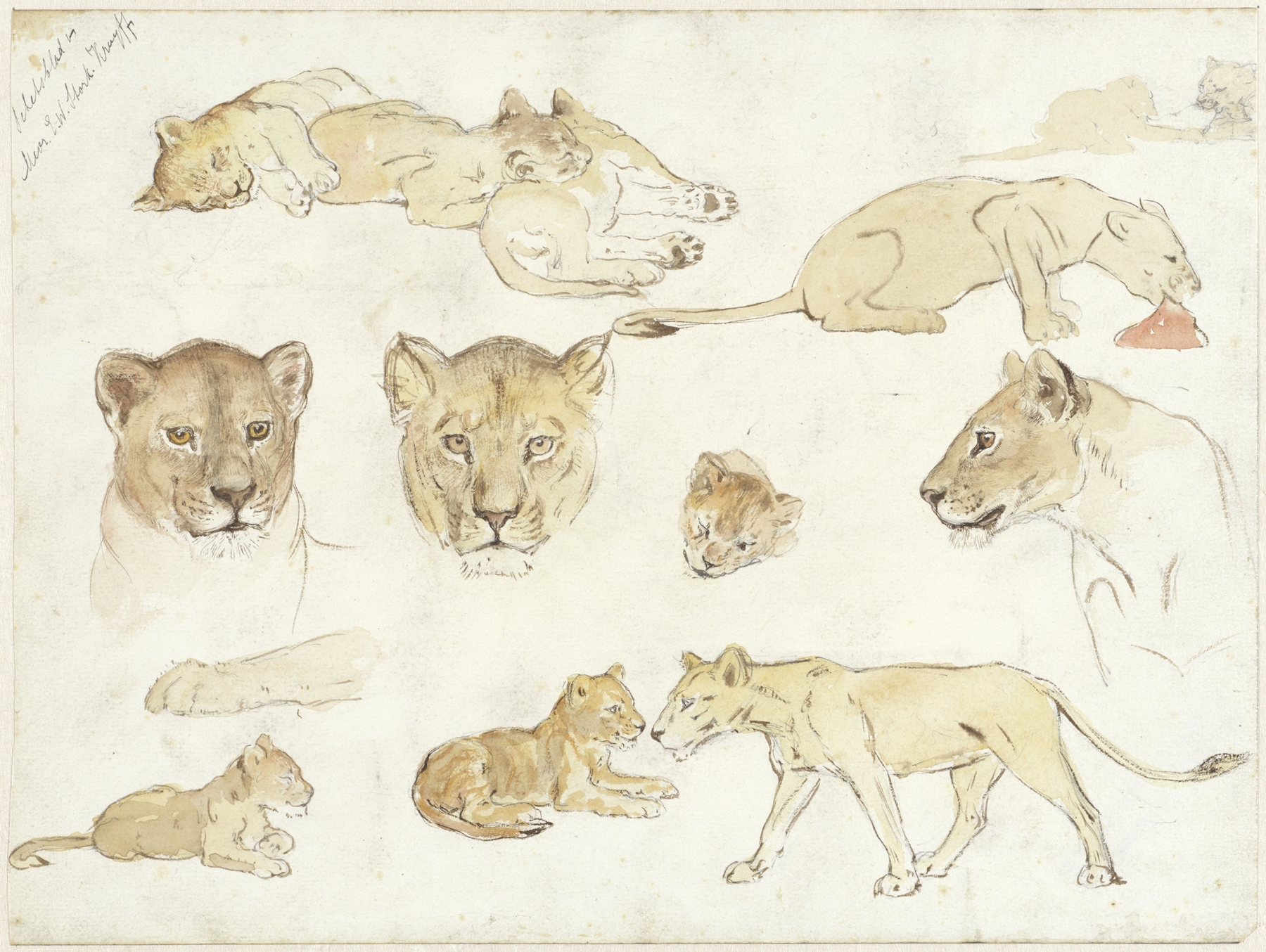 Studies van leeuwen by Anna Maria Kruijff
