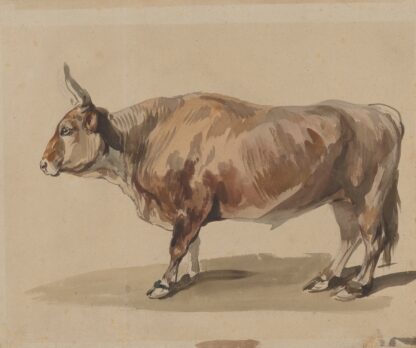 Study of a fawn ox by Piotr Michałowski