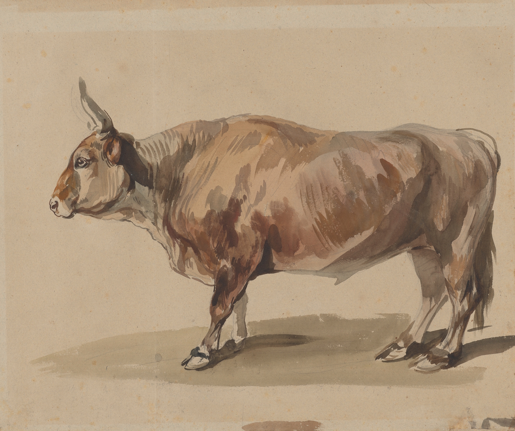 Study of a fawn ox by Piotr Michałowski