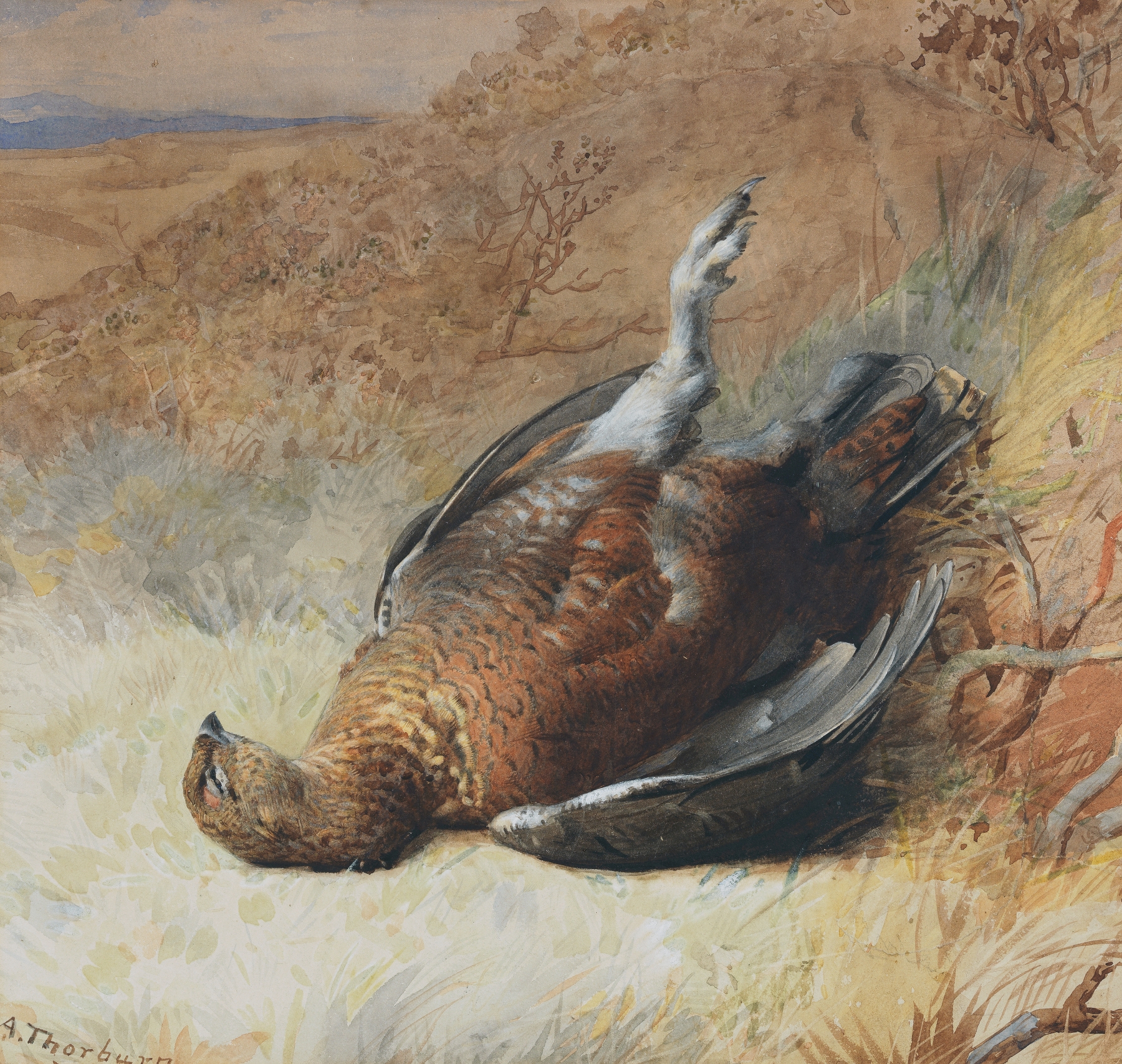 Study of a grouse by Archibald Thorburn