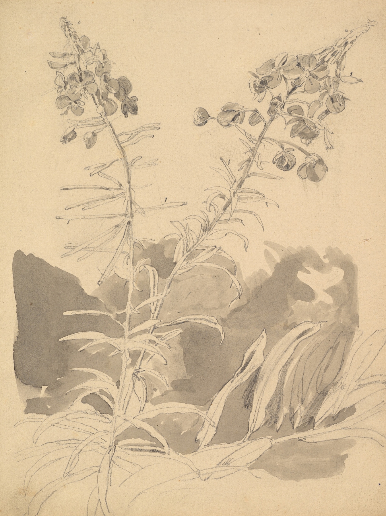 Study of a Willowherb by Carl Gustav Carus
