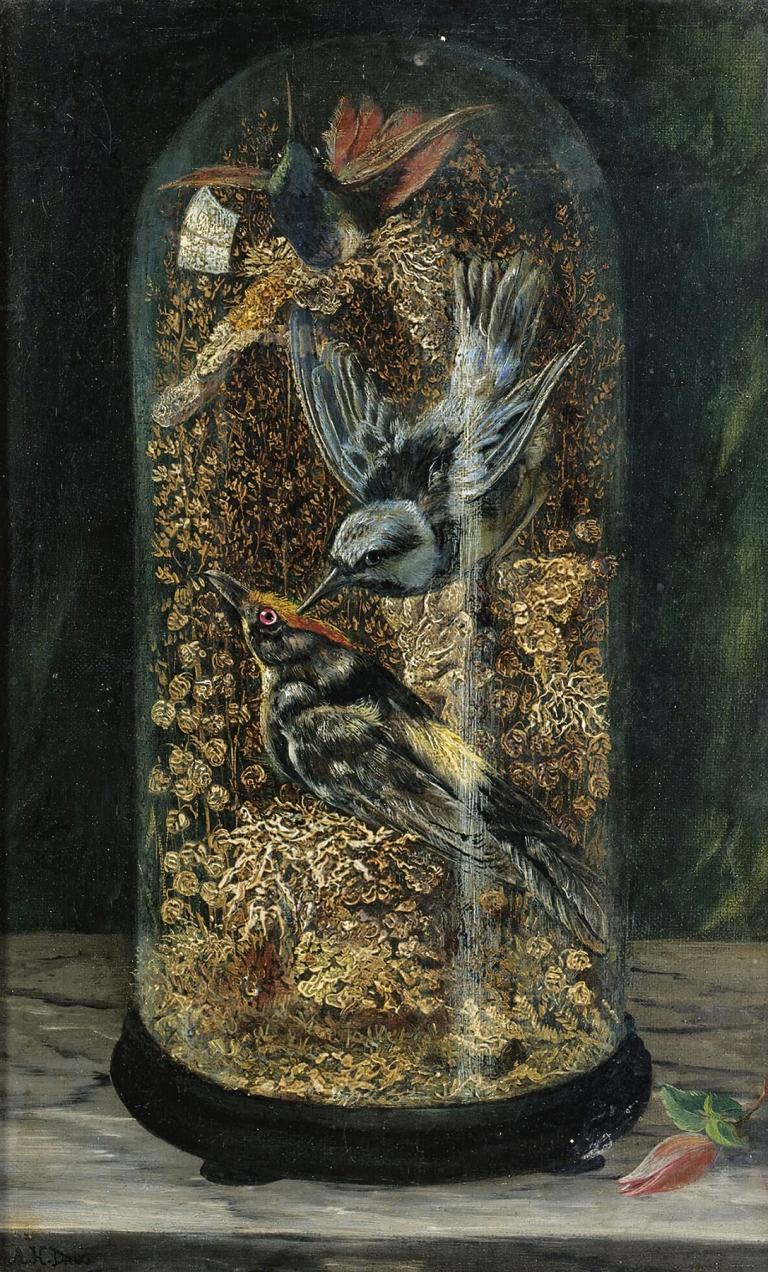 Stuffed Birds In A Dome by Arthur H. Davis