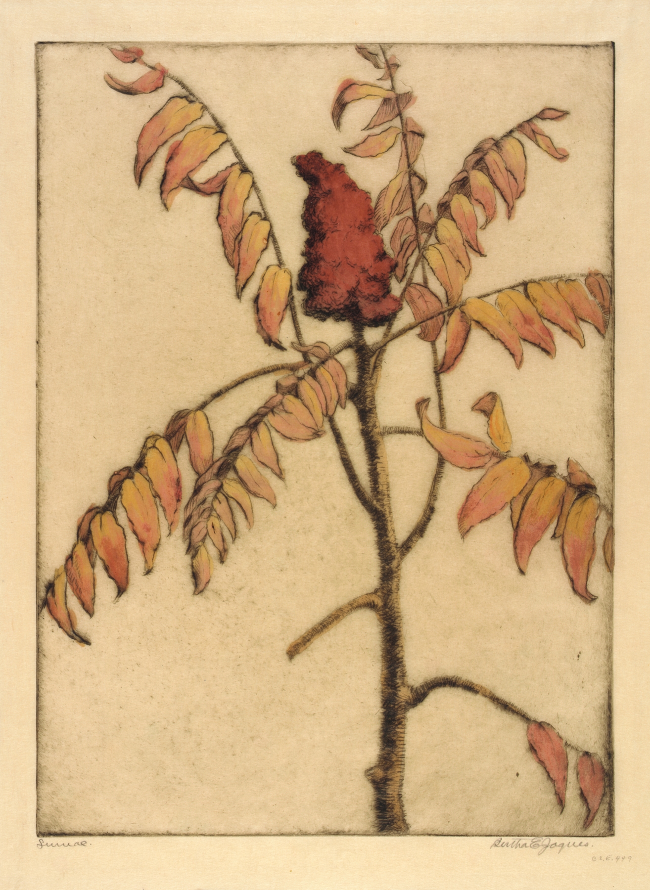 Sumac by Bertha Jaques
