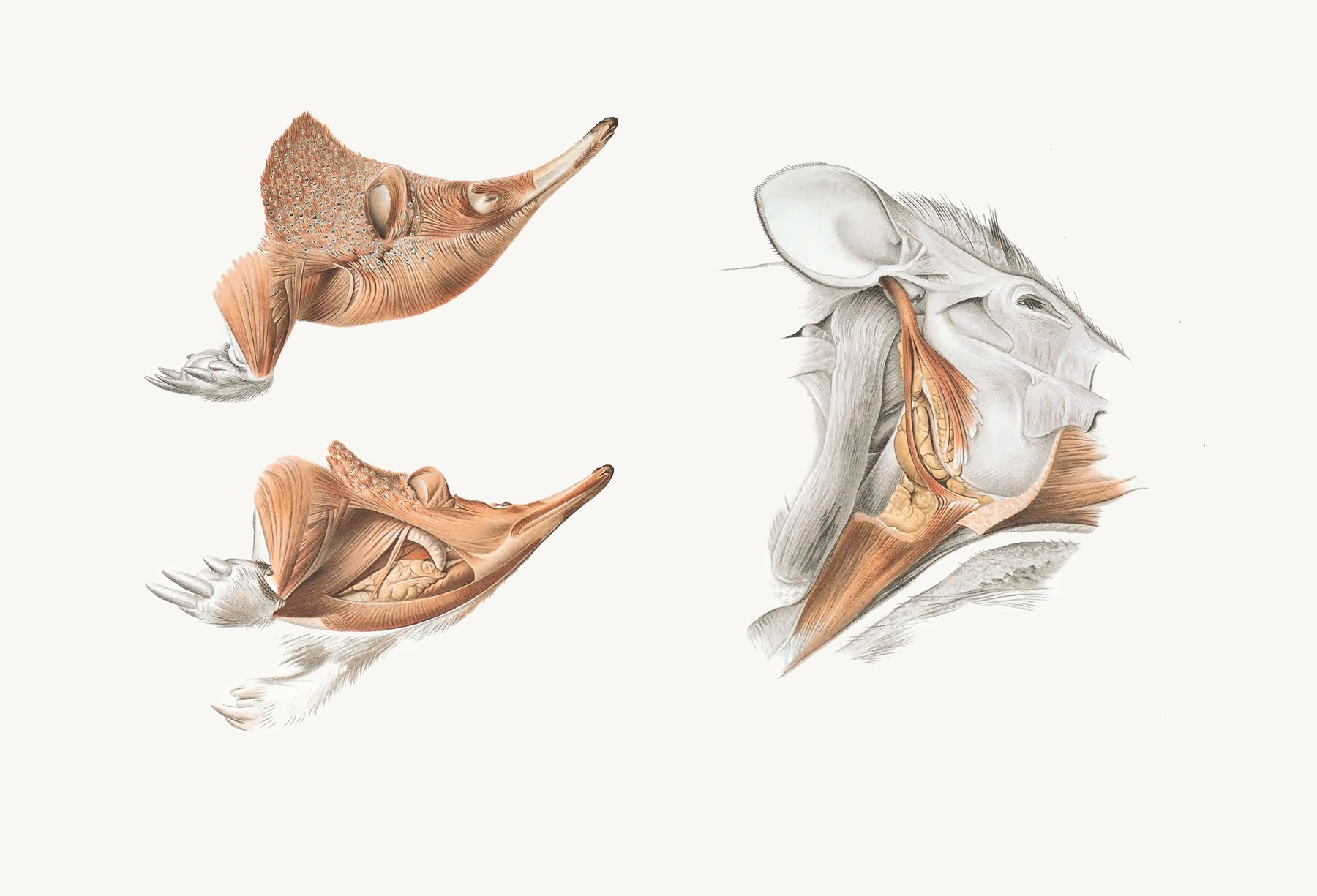Superficial facial muscles of Echidna by Johan Erik Vesti Boas