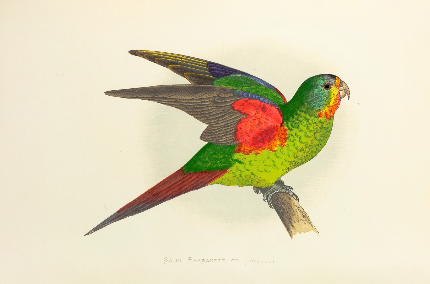 Swift Parrakeet, or Lorikeet by Alexander Francis Lydon