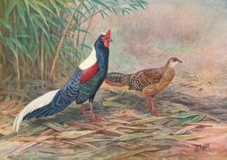 Swinhoe’s Kaleege by George Edward Lodge