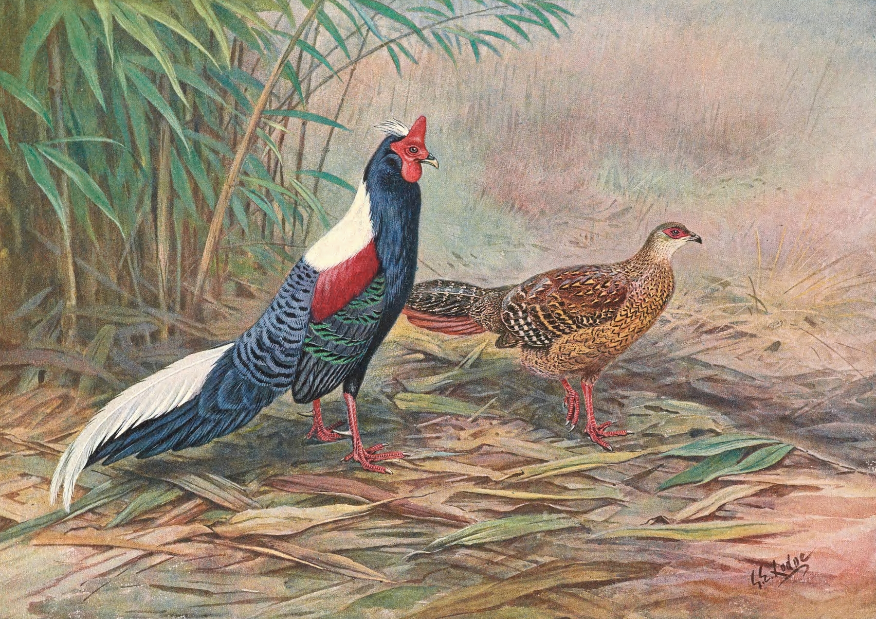 Swinhoe’s Kaleege by George Edward Lodge