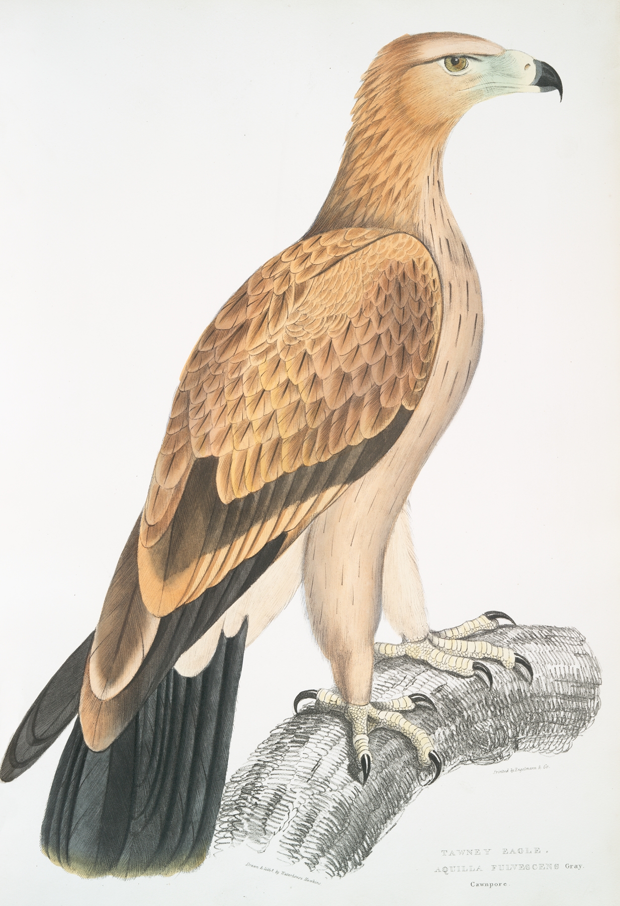 Tawny Eagle, Aquilla fulvescens. by John Edward Gray