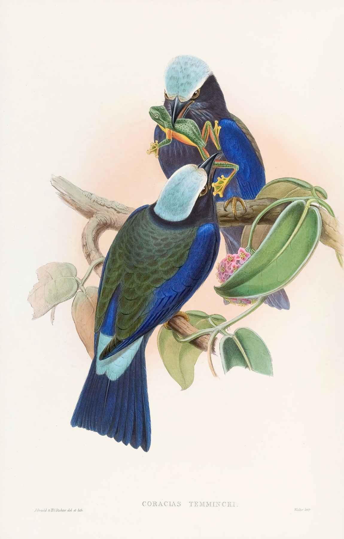 Temminck’s Roller by John Gould