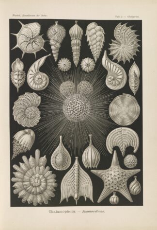 Thalamophora. – Kammerlinge. by Ernst Haeckel