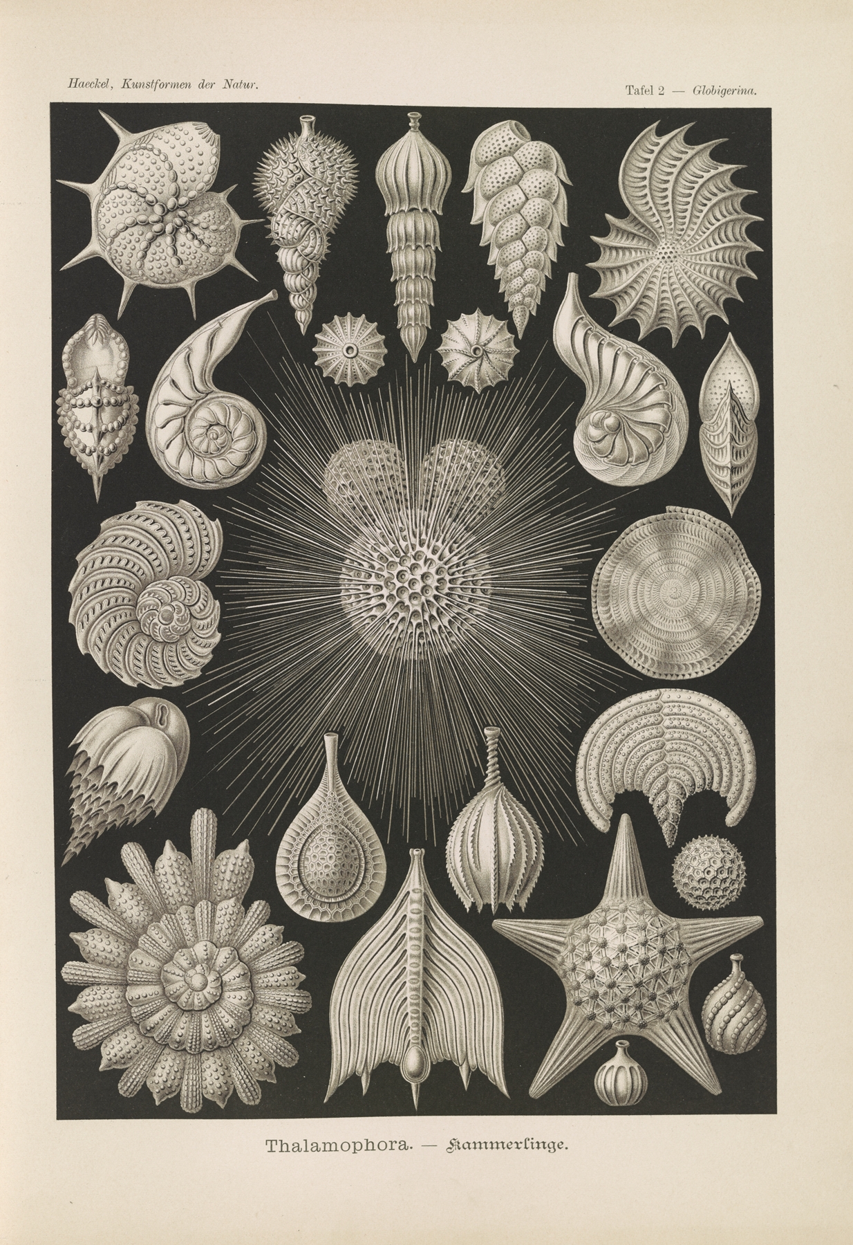 Thalamophora. – Kammerlinge. by Ernst Haeckel
