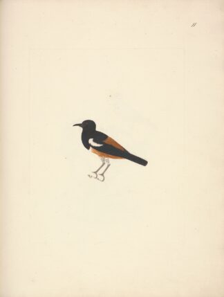 Thamnolaea semirufa by Luigi Balugani