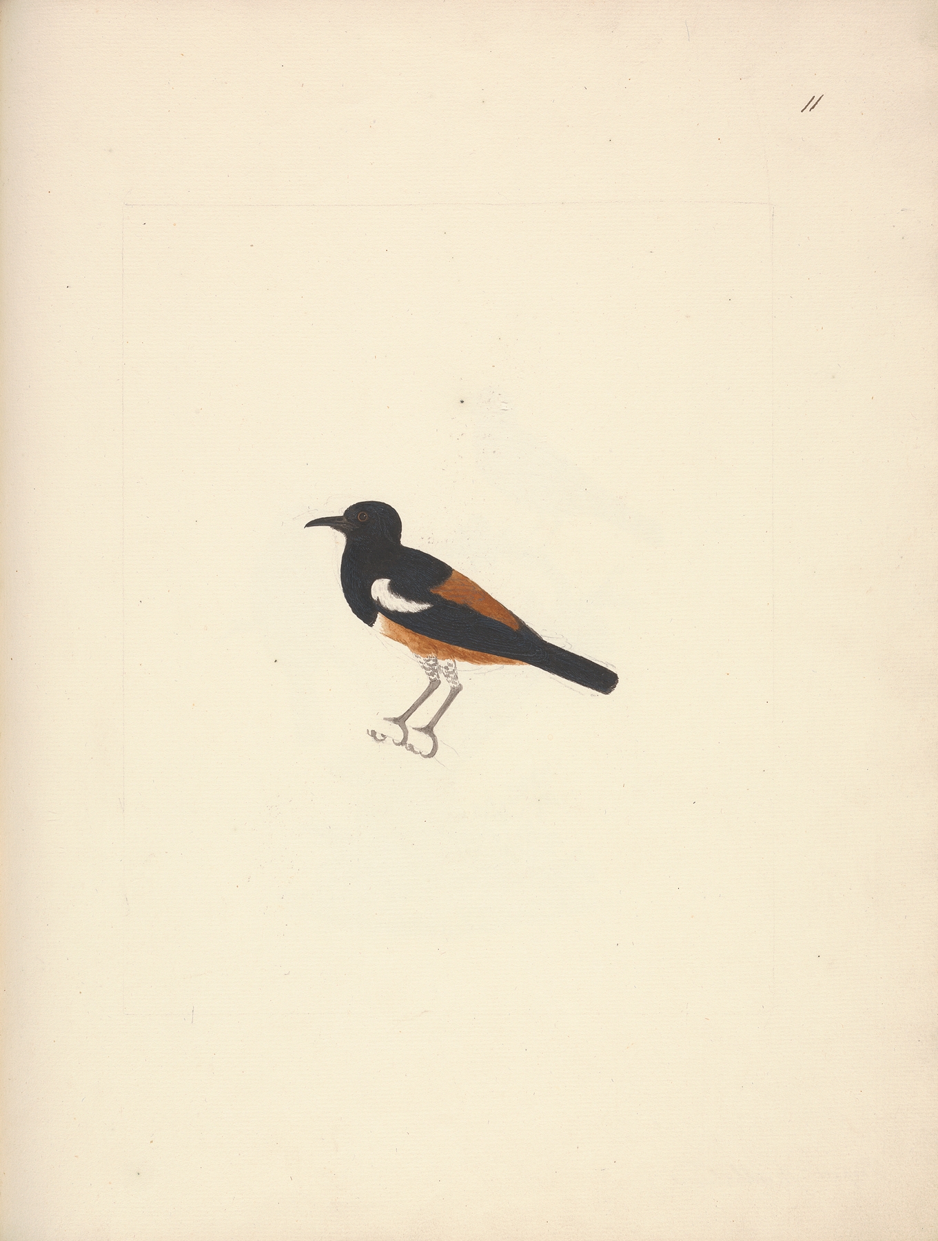 Thamnolaea semirufa by Luigi Balugani