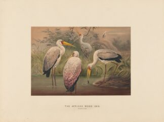 The African Wood-Ibis by Joseph Wolf