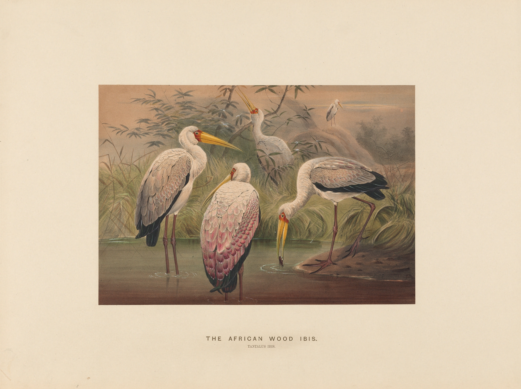 The African Wood-Ibis by Joseph Wolf