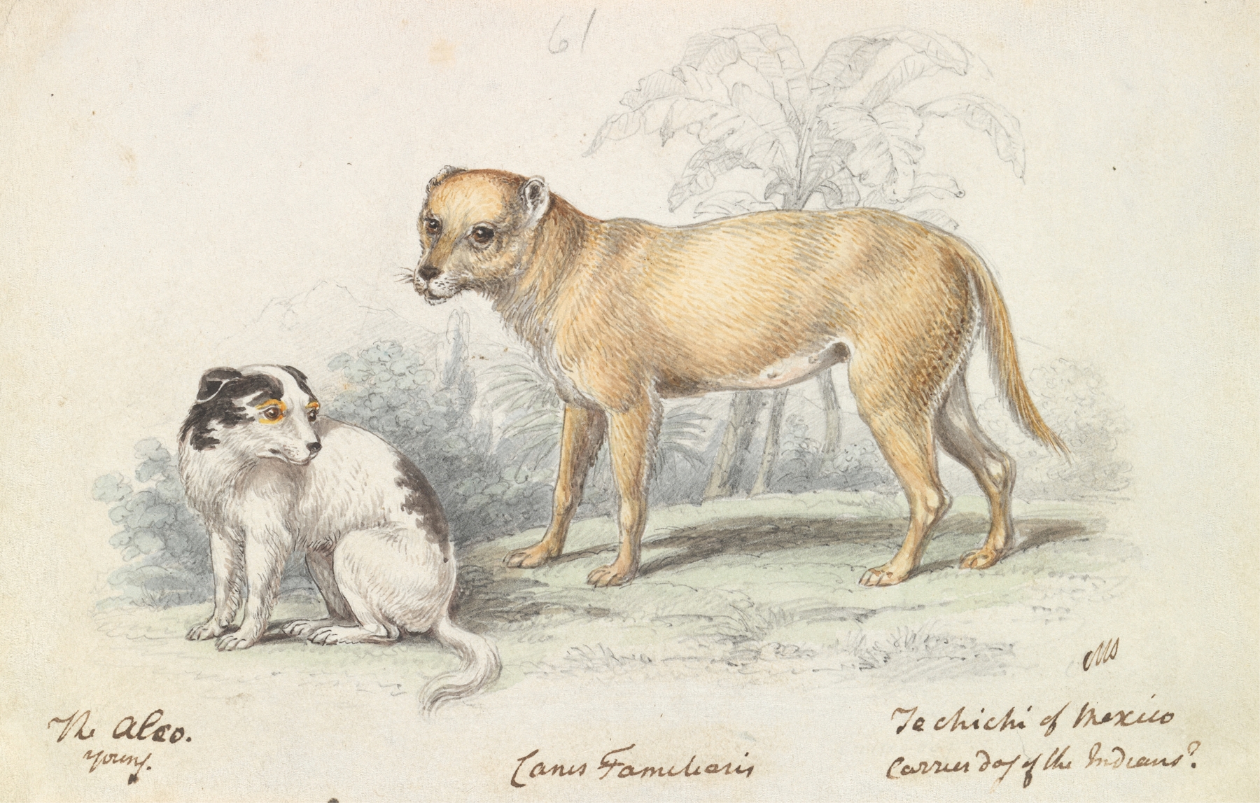 The Alco; Young, Carrier Dog of the Indians by Charles Hamilton Smith