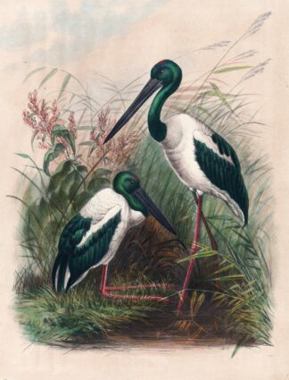 The Australian Mycteria by Joseph Wolf