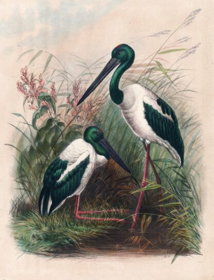 The Australian Mycteria by Joseph Wolf